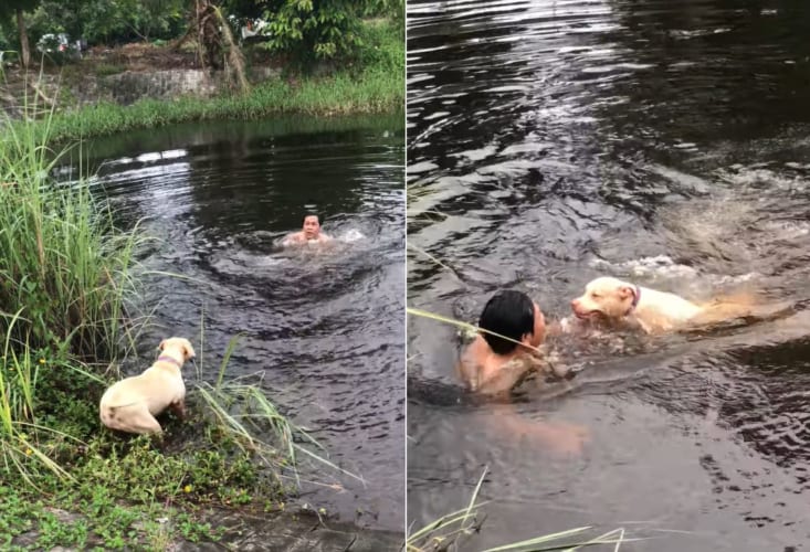 なんてお利口さんなの！男性が水中に飛び込んだのを溺れてしまったと思い込んだ子犬、なんと必死の救助活動へと向かいました！！