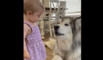 【癒しの動画】大きなアラスカンマラミュートと小さな女の子の仲良し動画!二人は仲良し兄妹