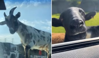 「出させませんよ!」車を出そうとしたところ・・・ヤギやヒツジ達に包囲されてしまいました!!