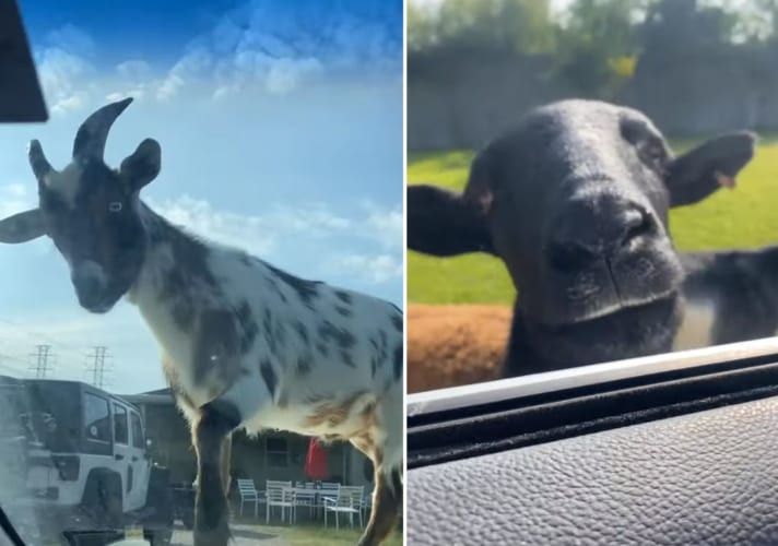 「出させませんよ！」車を出そうとしたところ・・・ヤギやヒツジ達に包囲されてしまいました！！
