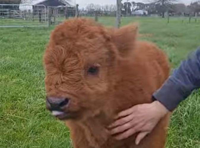 モフモフされるのが気持ちよすぎて舌ペロしちゃう！もこもこな毛がかわいいハイランド牛の赤ちゃん！！