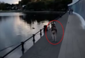 池を泳ぐアヒルに気をとられたハスキー犬に、まさかのアクシデントが発生しました！！