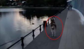 池を泳ぐアヒルに気をとられたハスキー犬に、まさかのアクシデントが発生しました!!