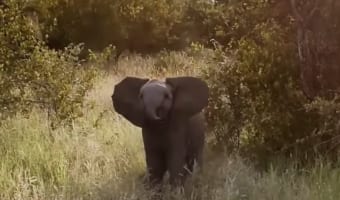 草むらで鉢合わせた象のこどもが「突撃するよ！」と威嚇してくるのですが・・・その姿がかわいすぎて困る