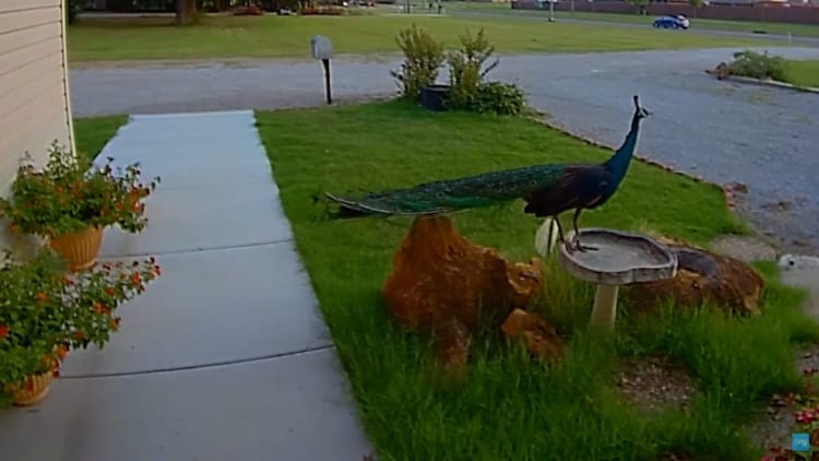 玄関に現れたのはなんとクジャク！しかも美しく飛翔する姿まで見せてくれました！！