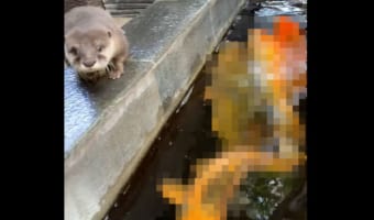 好奇心旺盛なカワウソが新しく友達になったのは・・・なんとカラフルな〇〇たちでした!