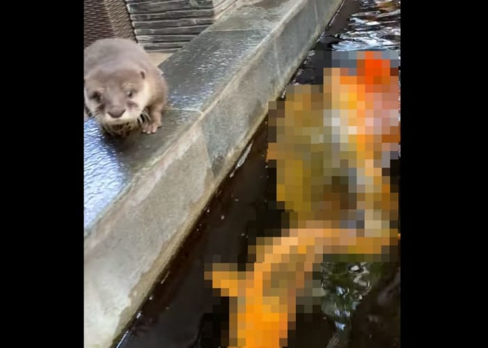 好奇心旺盛なカワウソが新しく友達になったのは・・・なんとカラフルな〇〇たちでした！