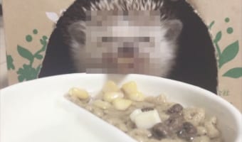 まさに奇跡の一枚!ごはんを前にしたハリネズミは、とびっきりの笑顔を浮かべました!