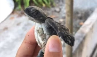 お腹は見られたくない?恥ずかしがっているような、とてもかわいい仕草をするカメ!!