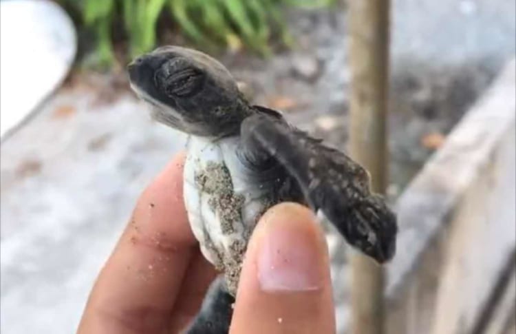 お腹は見られたくない？恥ずかしがっているような、とてもかわいい仕草をするカメ！！