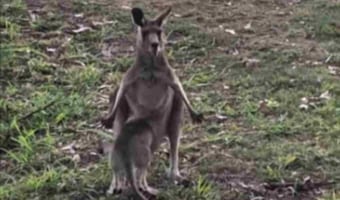 まさかの展開に。カンガルーの子どもがお母さんの袋に入ろうとしているけれど、体が大きすぎて・・・