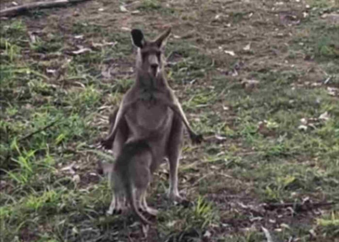 まさかの展開に。カンガルーの子どもがお母さんの袋に入ろうとしているけれど、体が大きすぎて・・・
