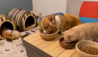 「誰か起こして」食事に夢中のイヌとネコ。ところが、せっかくのごはんの時間なのに一匹だけ・・・???