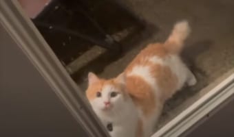 「閉めないでニャン！」ドアを閉められる度に主張しにくる心配性のネコ、その様子がとてもかわいい！！
