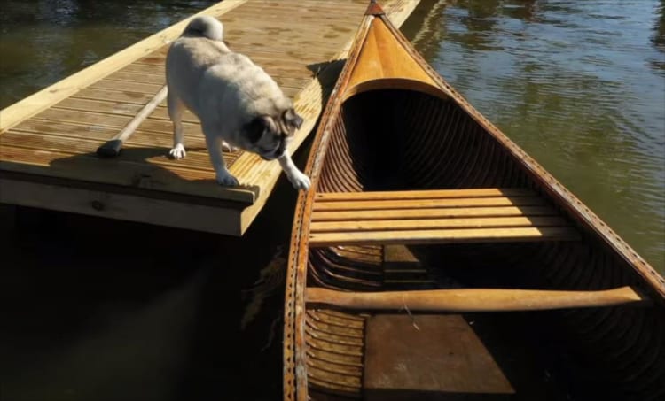 カヌーに乗ろうとしたパグ。しかし思いがけないアクシデントが発生してしまい・・・