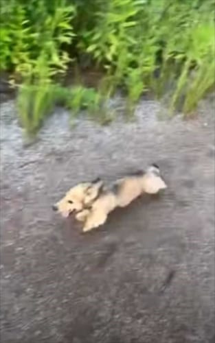 一体何をアピール？子犬が全力ダッシュの後に何度も謎のパフォーマンスを披露していました