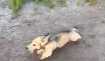 一体何をアピール?子犬が全力ダッシュの後に何度も謎のパフォーマンスを披露していました