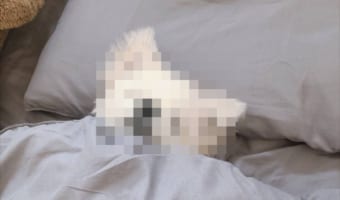 「めっちゃ普通に寝るやん」まるで人間のような寝姿の愛犬、その姿はイヌやめた?と思ってしまうほどかわいかった!!
