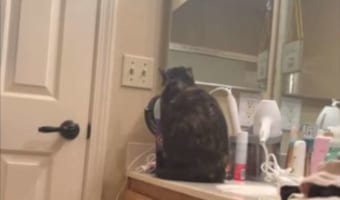 鏡を見るのが大好きなネコ。自分の顔を見ているかと思いきや・・・