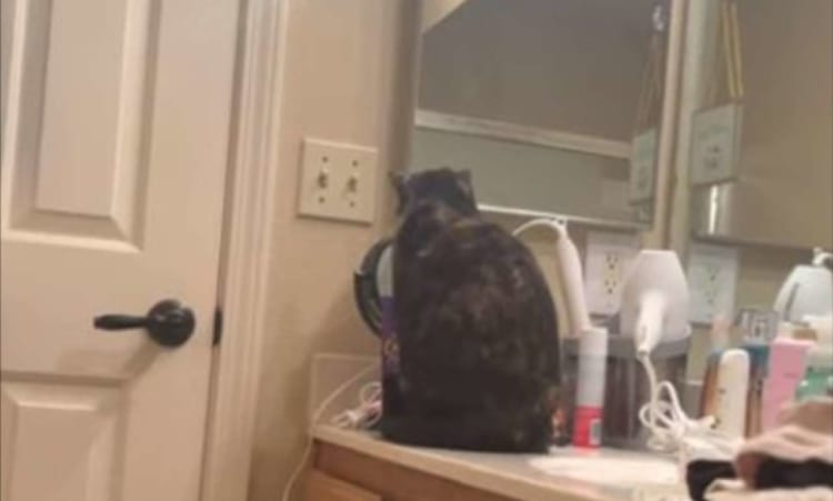 鏡を見るのが大好きなネコ。自分の顔を見ているかと思いきや・・・