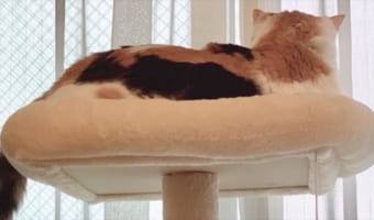 このしっぽの先にいたネコちゃんの表情にジワる！「ナイス表情」「案外気に入ってる？」