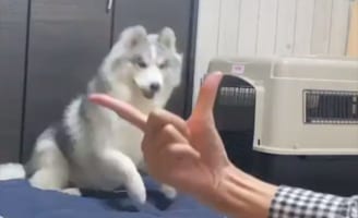 「あっ！こっちか！」アゴ乗せチャレンジをしたハスキー犬。ちょっと間違えたことに気付いてやり直す姿がかわいい