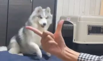 「あっ!こっちか!」アゴ乗せチャレンジをしたハスキー犬。ちょっと間違えたことに気付いてやり直す姿がかわいい
