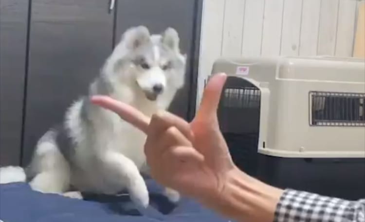 「あっ！こっちか！」アゴ乗せチャレンジをしたハスキー犬。ちょっと間違えたことに気付いてやり直す姿がかわいい