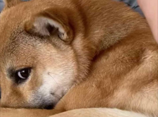 背中を掻いてもらうとつい笑みを浮かべてしまうかわいい柴犬。ところがその手をはなすと・・・