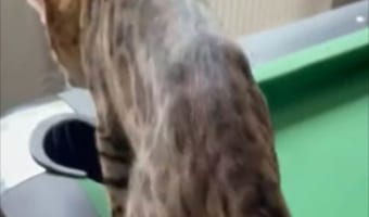 ビリヤード台のポケットの中に入ってかくれんぼ？ムリヤリ体をねじこむネコの体勢がスゴいことになってしまいました！