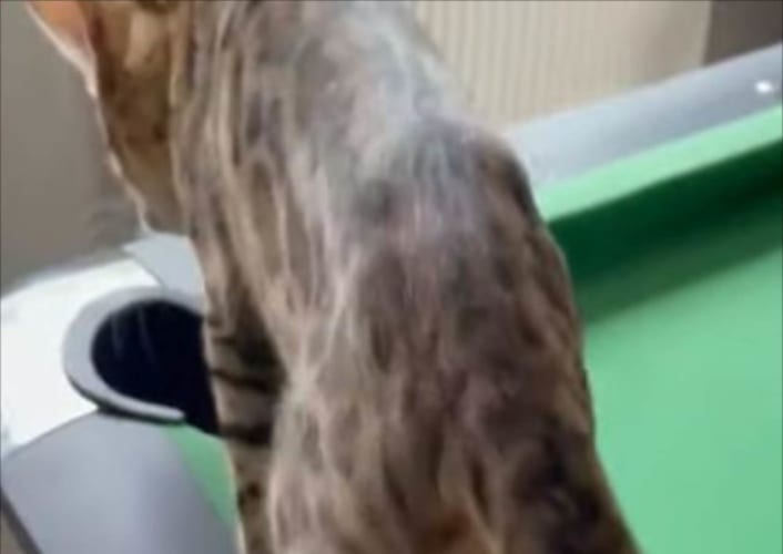 ビリヤード台のポケットの中に入ってかくれんぼ？ムリヤリ体をねじこむネコの体勢がスゴいことになってしまいました！