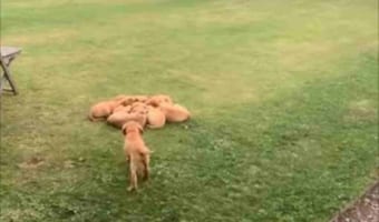 きょうだい仲良く身を寄せ合っているラブラドールレトリバーの子犬たち。そこに1匹遅れてやって来たのですが・・・