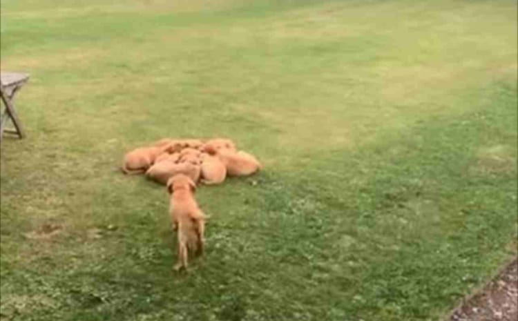 きょうだい仲良く身を寄せ合っているラブラドールレトリバーの子犬たち。そこに1匹遅れてやって来たのですが・・・