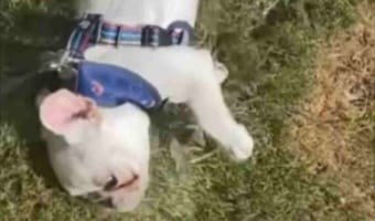 「もっとワシャワシャしてほしいワン!」駄々をこねて意地でも起き上がろうとしないフレンチブルドッグ