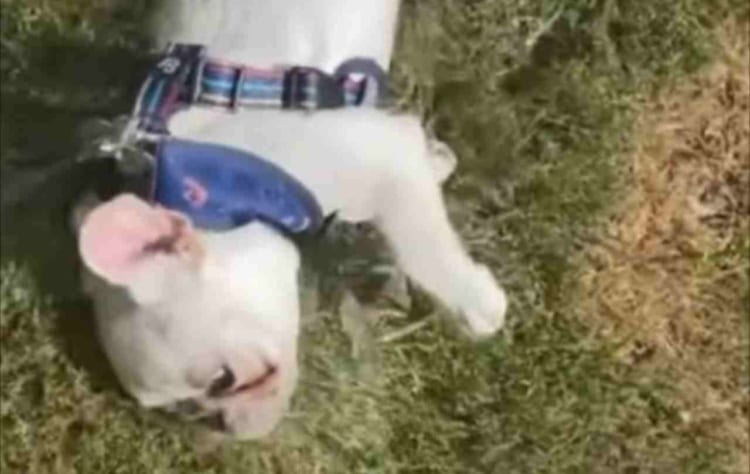 「もっとワシャワシャしてほしいワン！」駄々をこねて意地でも起き上がろうとしないフレンチブルドッグ