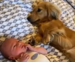 遊ぶ時はもちろん寝る時だっていつでも一緒！仲良しな赤ちゃんと子犬はともにスクスク成長しています