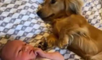 遊ぶ時はもちろん寝る時だっていつでも一緒！仲良しな赤ちゃんと子犬はともにスクスク成長しています