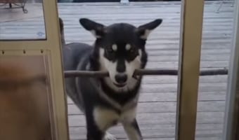 「あれ?お家に入れない??」お宝を咥えて帰って来たハスキー犬は、なぜか部屋に入れなくて悪戦苦闘することになりました
