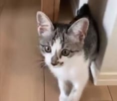 ウインクしながらダイブ？！愛猫が飛びついてくる時の顔が尋常じゃなくかわいい！！