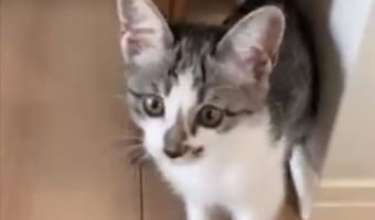 ウインクしながらダイブ?!愛猫が飛びついてくる時の顔が尋常じゃなくかわいい!!