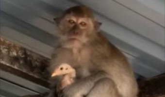 サルはやはりズル賢いのか?!ニワトリを人質にとっているサルの目的とは?