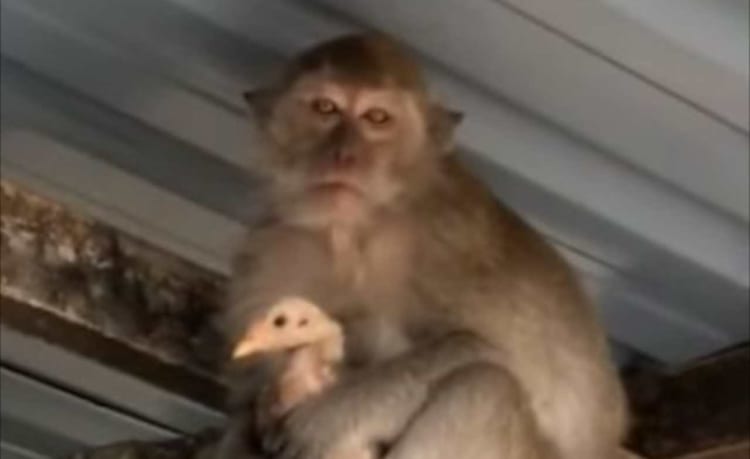 サルはやはりズル賢いのか？！ニワトリを人質にとっているサルの目的とは？
