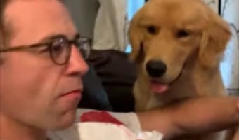 アイスをほおばっていたら愛犬のレトリバーが狙ってきた!ひっそり奪おうと行動しているみたいだけど・・・、バレバレですよ??