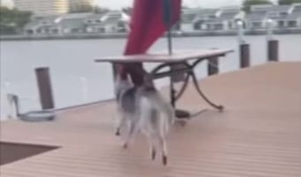 颯爽と駆け抜けていったハスキー犬。するとその直後、想定外のアクシデントが発生したのです!