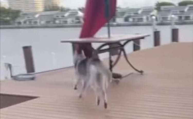 颯爽と駆け抜けていったハスキー犬。するとその直後、想定外のアクシデントが発生したのです！