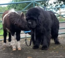 仲良しさんな姿にほっこり。初めて会った時から親友という体の大きなニューファンドランド犬と小さなポニーのこども