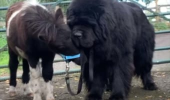 仲良しさんな姿にほっこり。初めて会った時から親友という体の大きなニューファンドランド犬と小さなポニーのこども