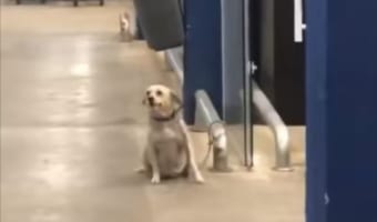 なんてフレンドリーなの!!スーパーの出入口に座っていた犬が、買い物客たちに取ったかわいい『ある行動』とは!!