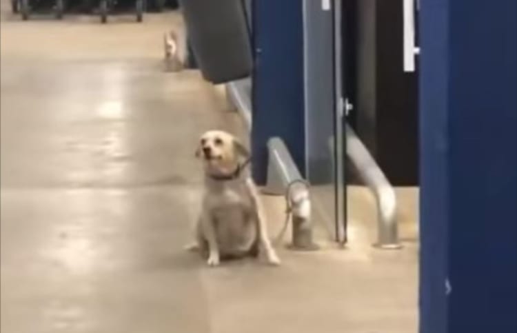 なんてフレンドリーなの！！スーパーの出入口に座っていた犬が、買い物客たちに取ったかわいい『ある行動』とは！！