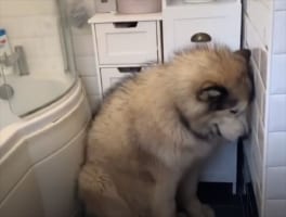 風呂が大嫌いなアラスカン・マラミュート。なんとか入ってもらいたくて家族が総動員であの手この手を尽くしますが・・・